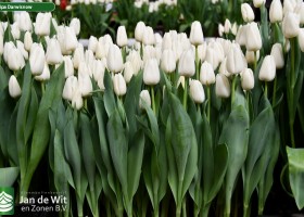 Tulipa Darwisnow ® (1)